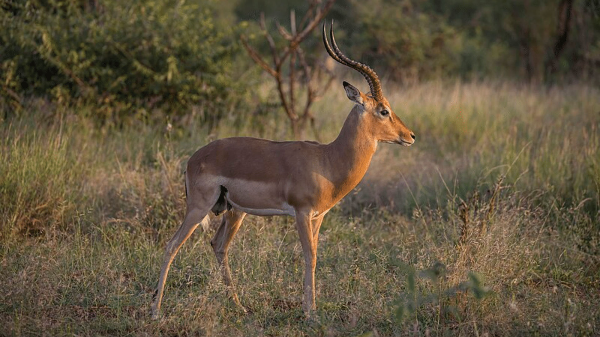 Impala