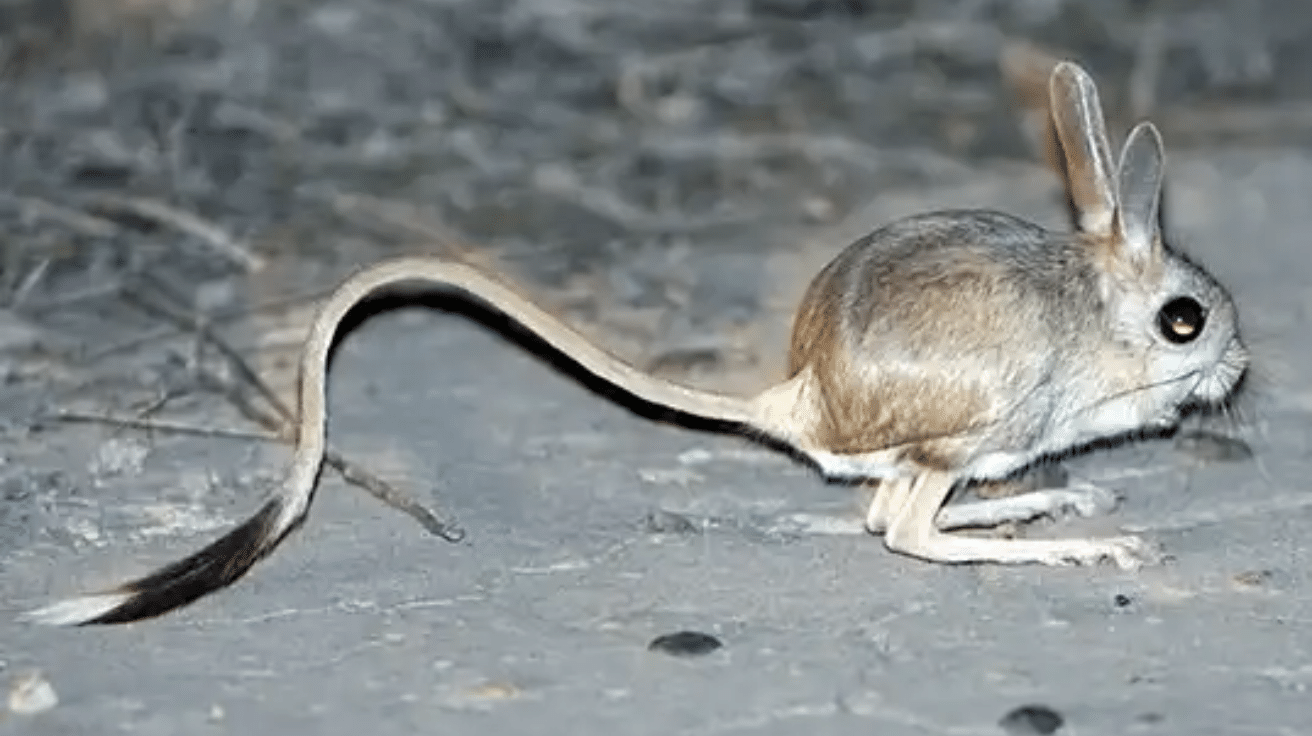 Jerboa