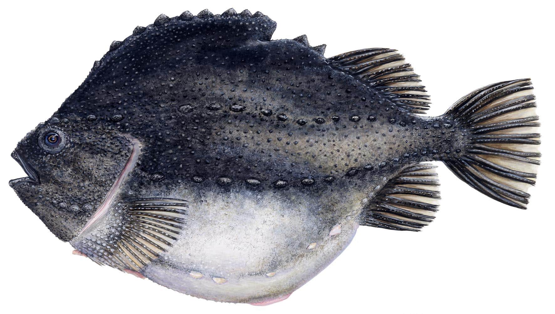 Lumpsucker_Fish_Cyclopteridae