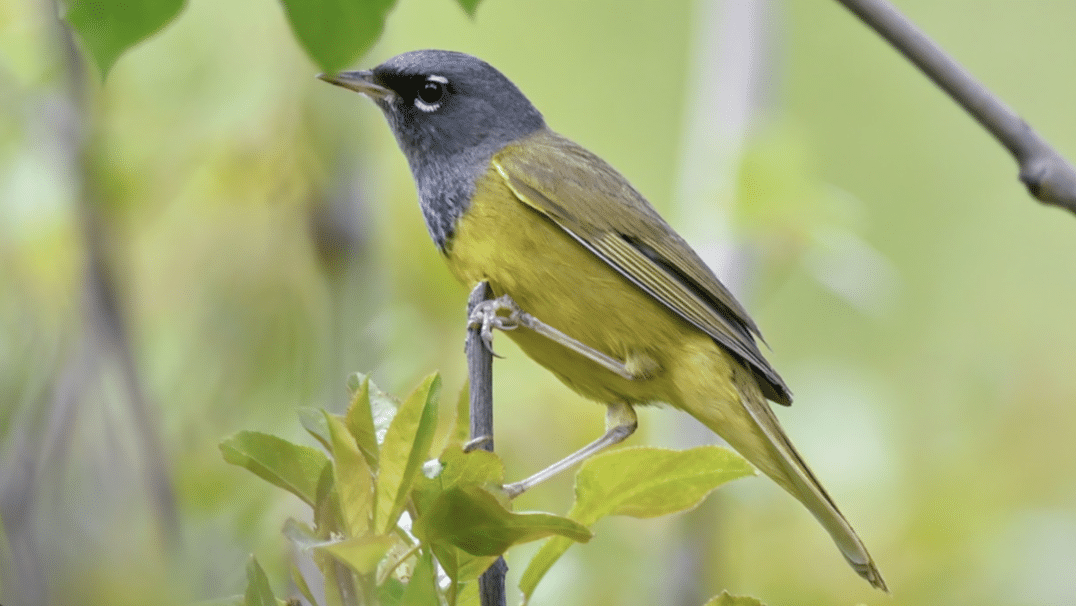 MacGillivrays_Warbler