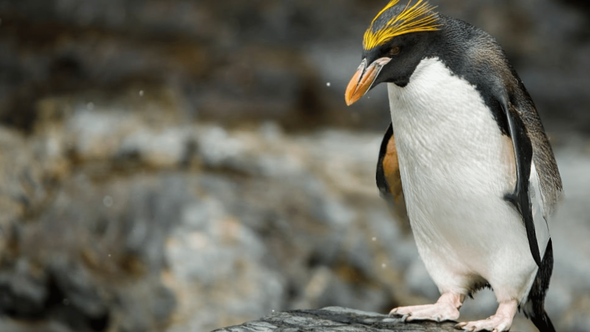 Macaroni_Penguin