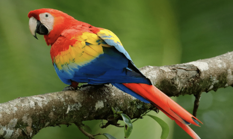 Macaw