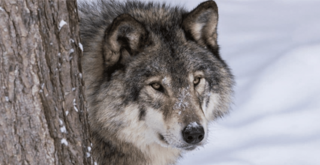 Mackenzie_Valley_Wolf