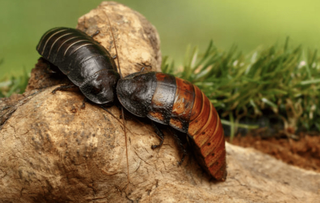 Madagascar_Hissing_Cockroach