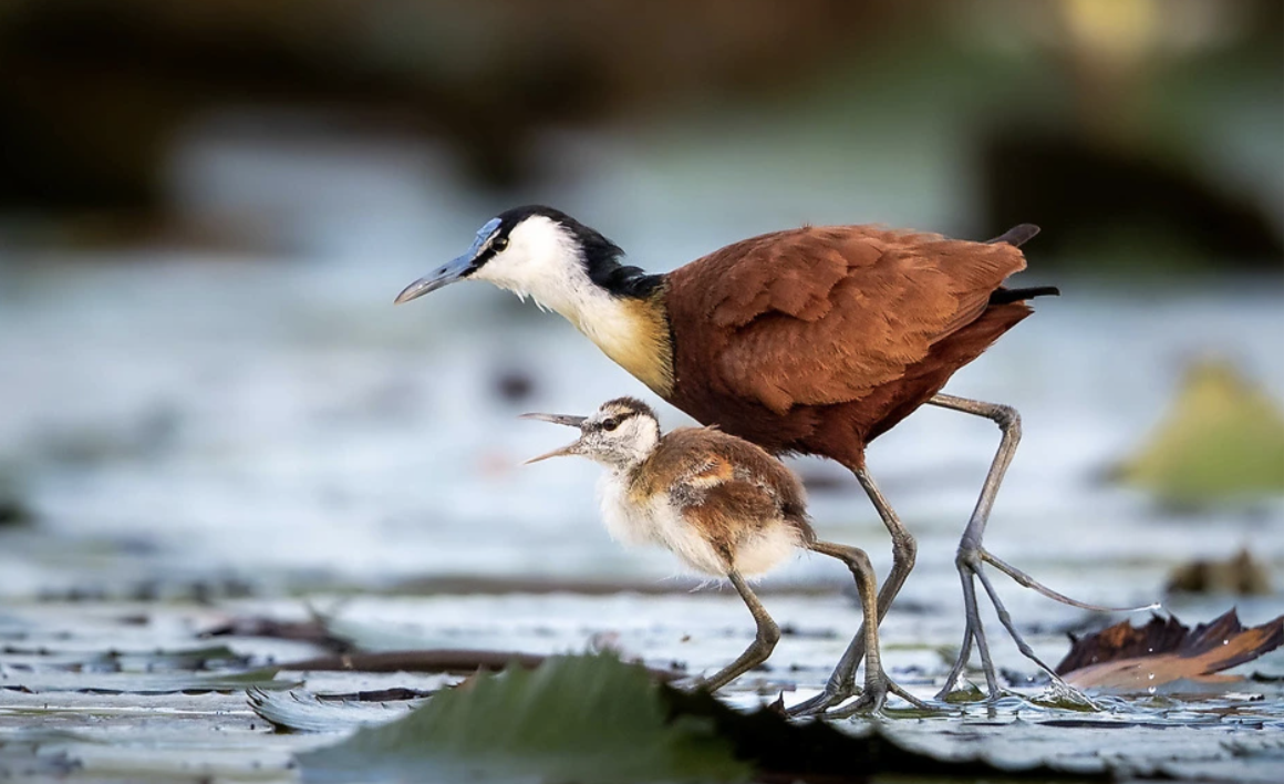 Madagascar_Jacana