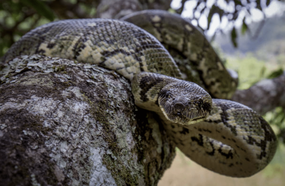 Madagascar_Tree_Boa