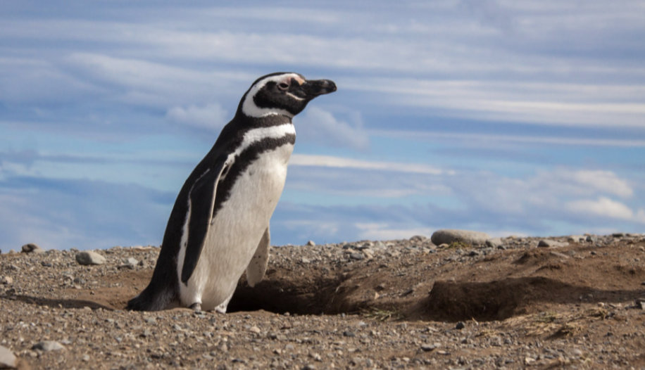 Magellanic_Penguin