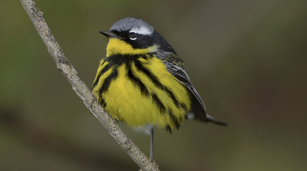 Magnolia_Warbler