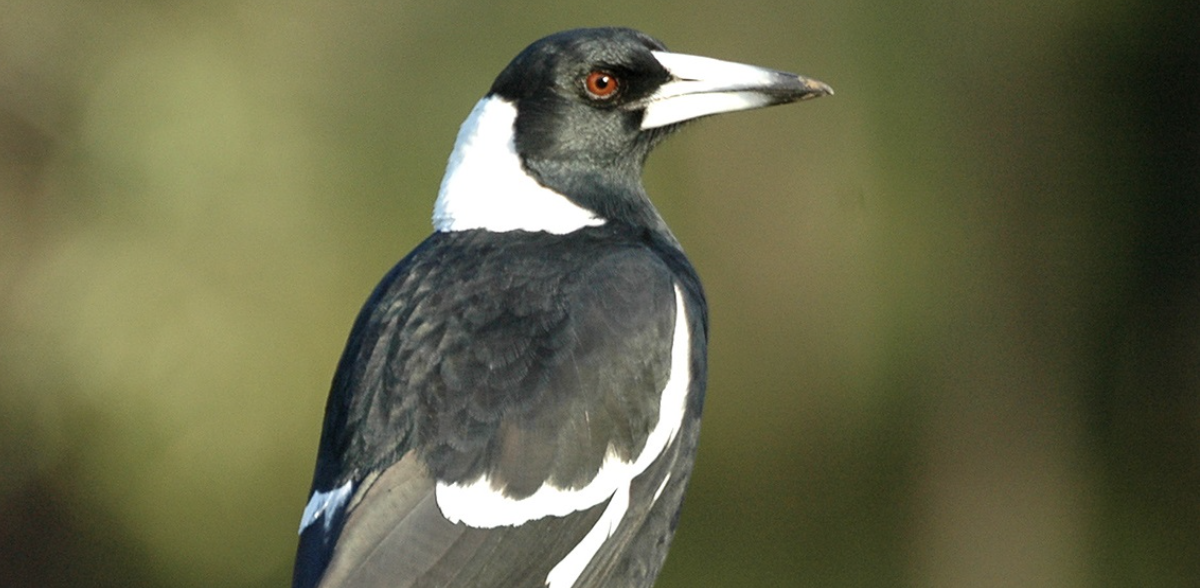 Magpie