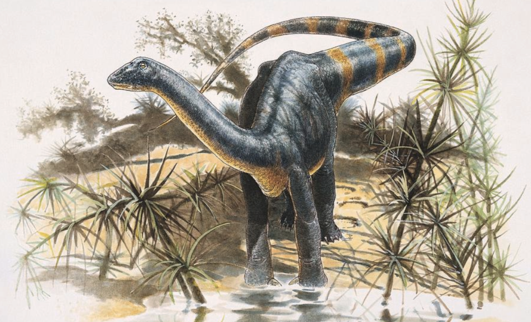 Magyarosaurus