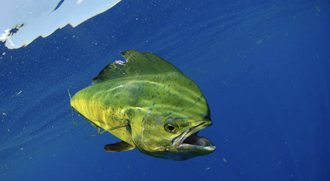 Mahi_Mahi