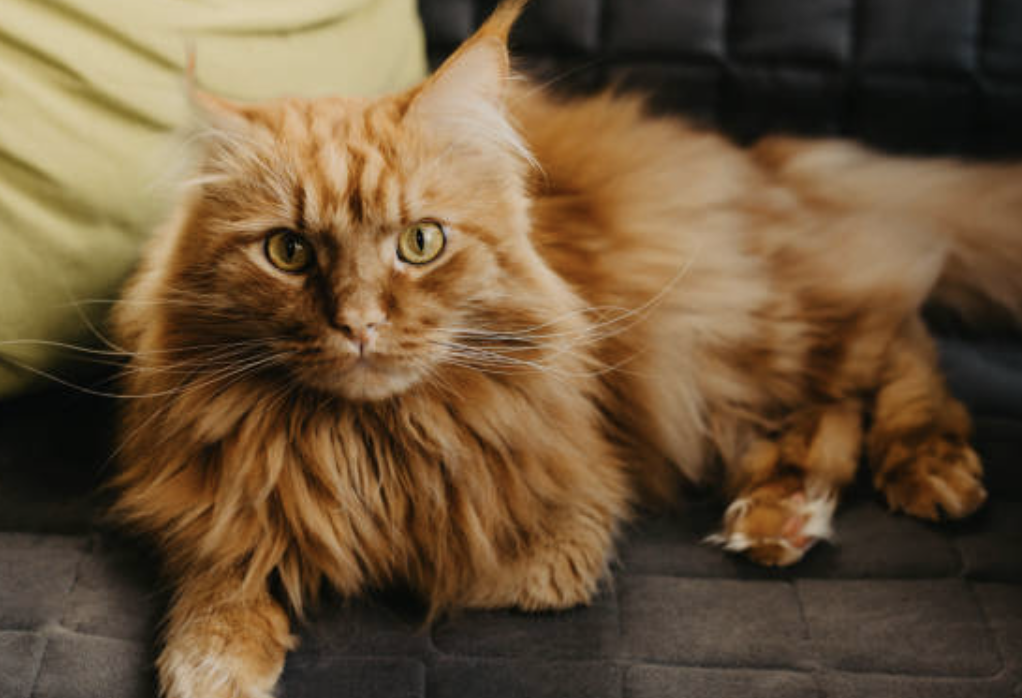 Maine_Coon