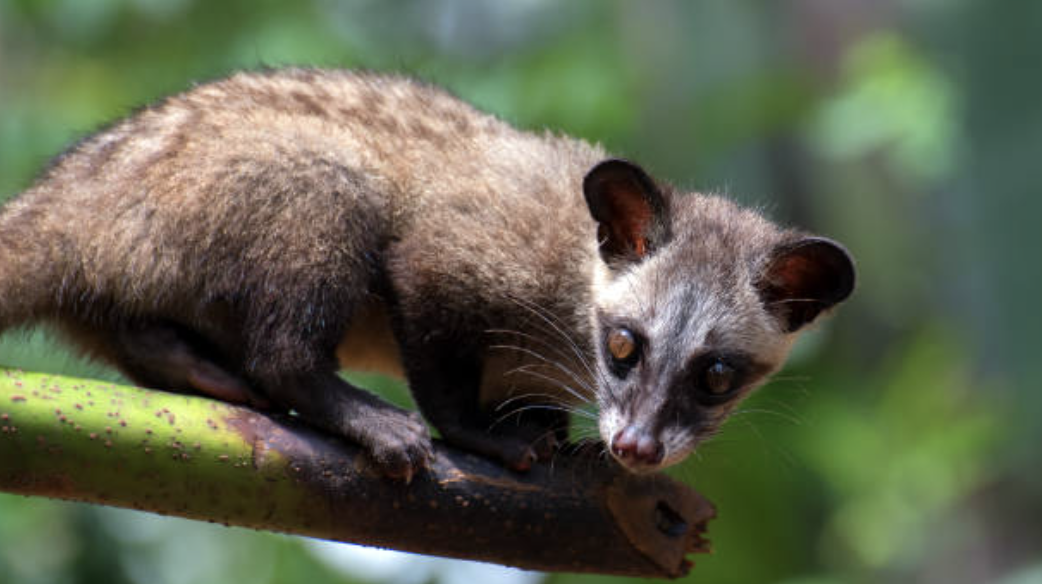 Malayan_Civet