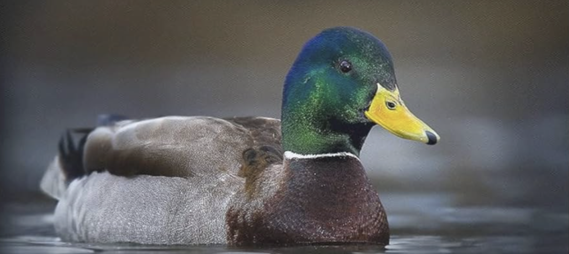 Mallard