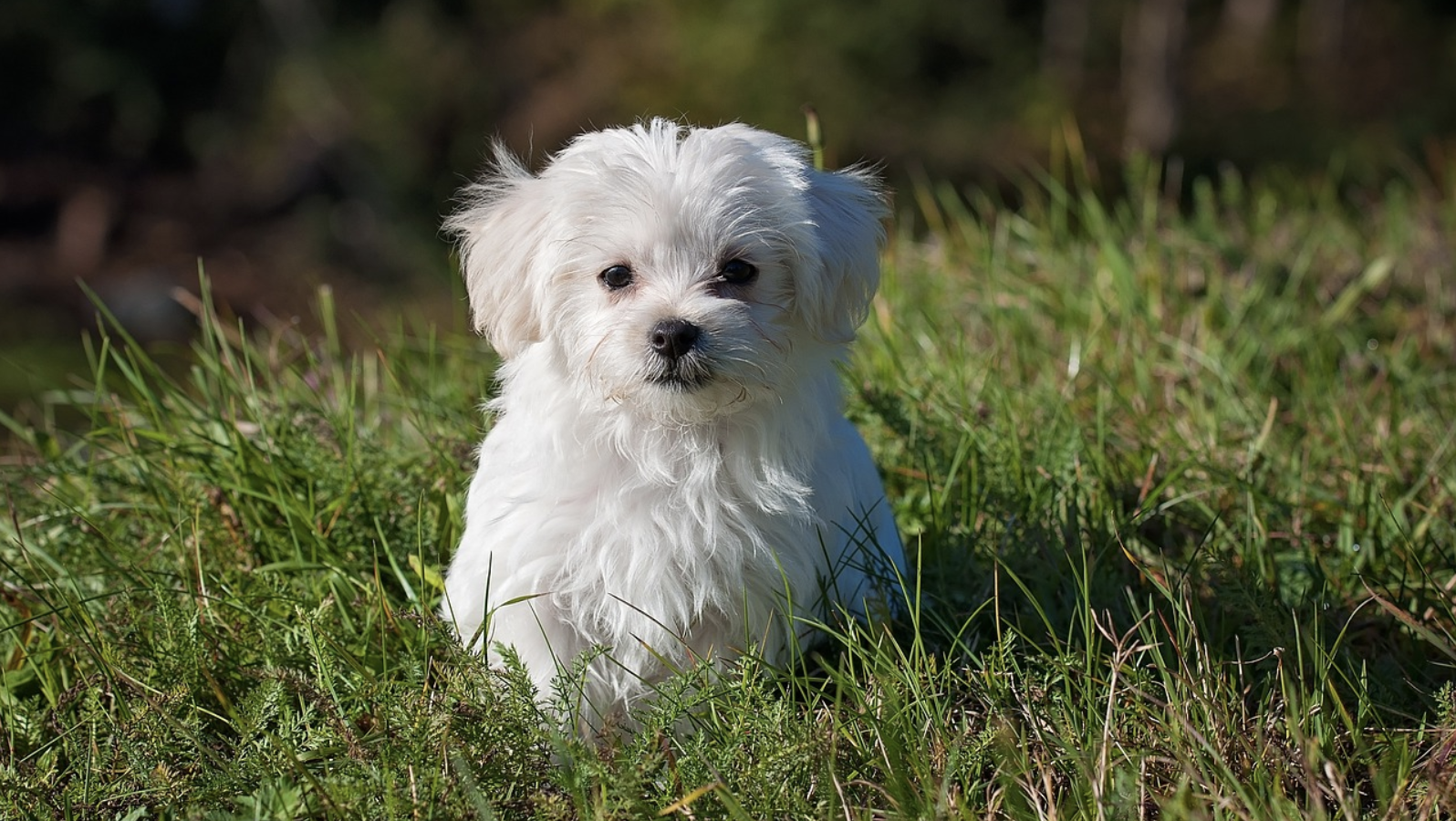 Maltese