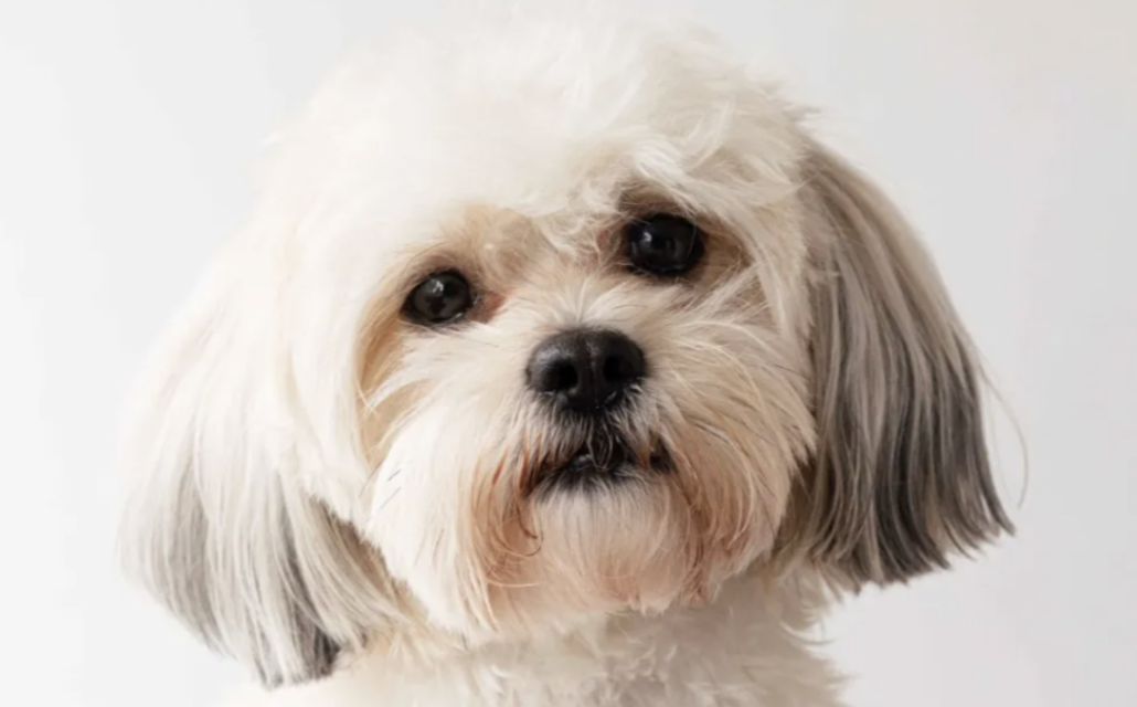 Maltese_Shih_Tzu