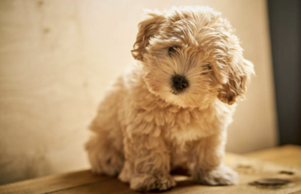 Maltipoo