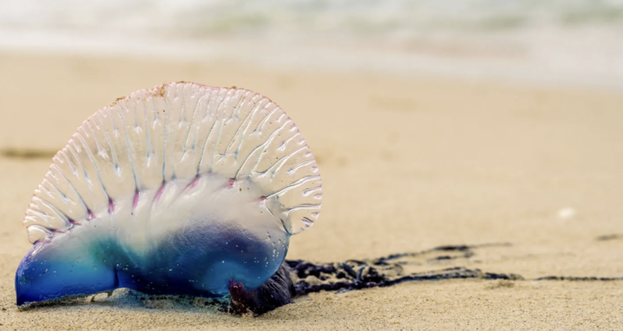 Man_of_War_Jellyfish