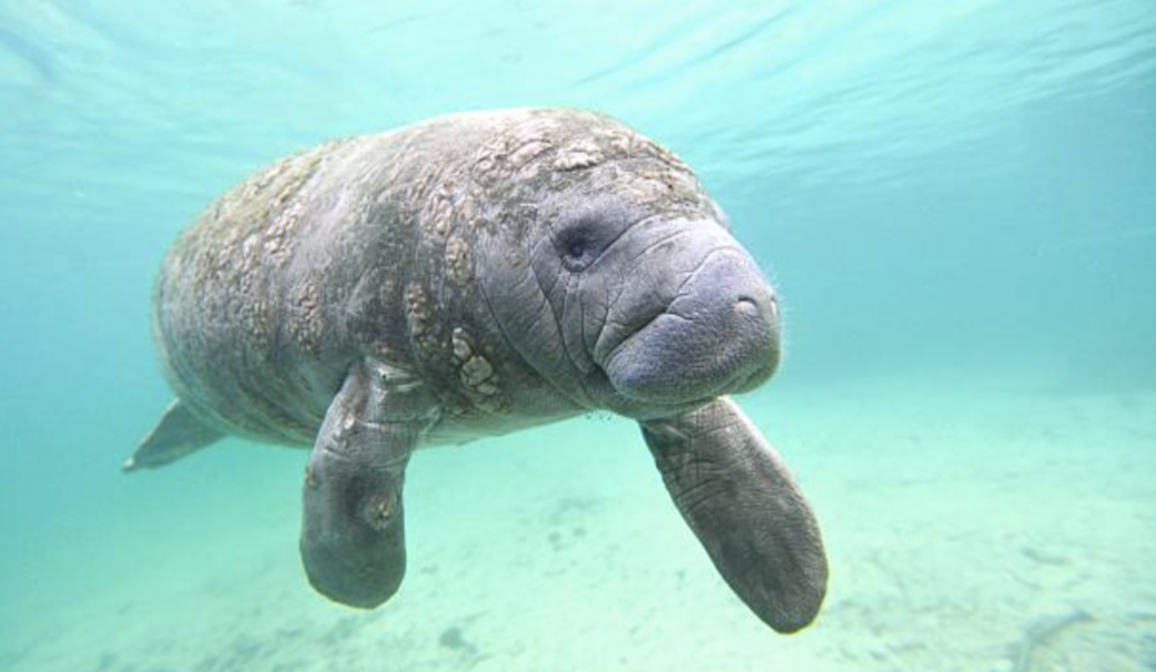 Manatee