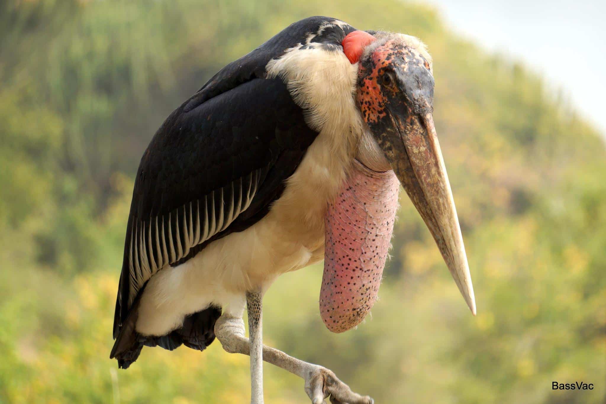 Marabou_Stork_Leptoptilos_crucifer