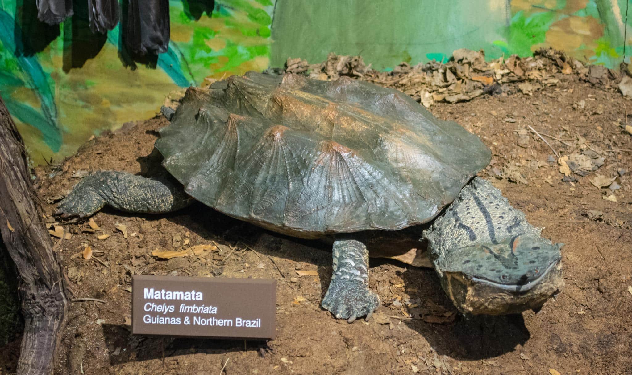 Matamata_Turtle_Chelus_fimbriata