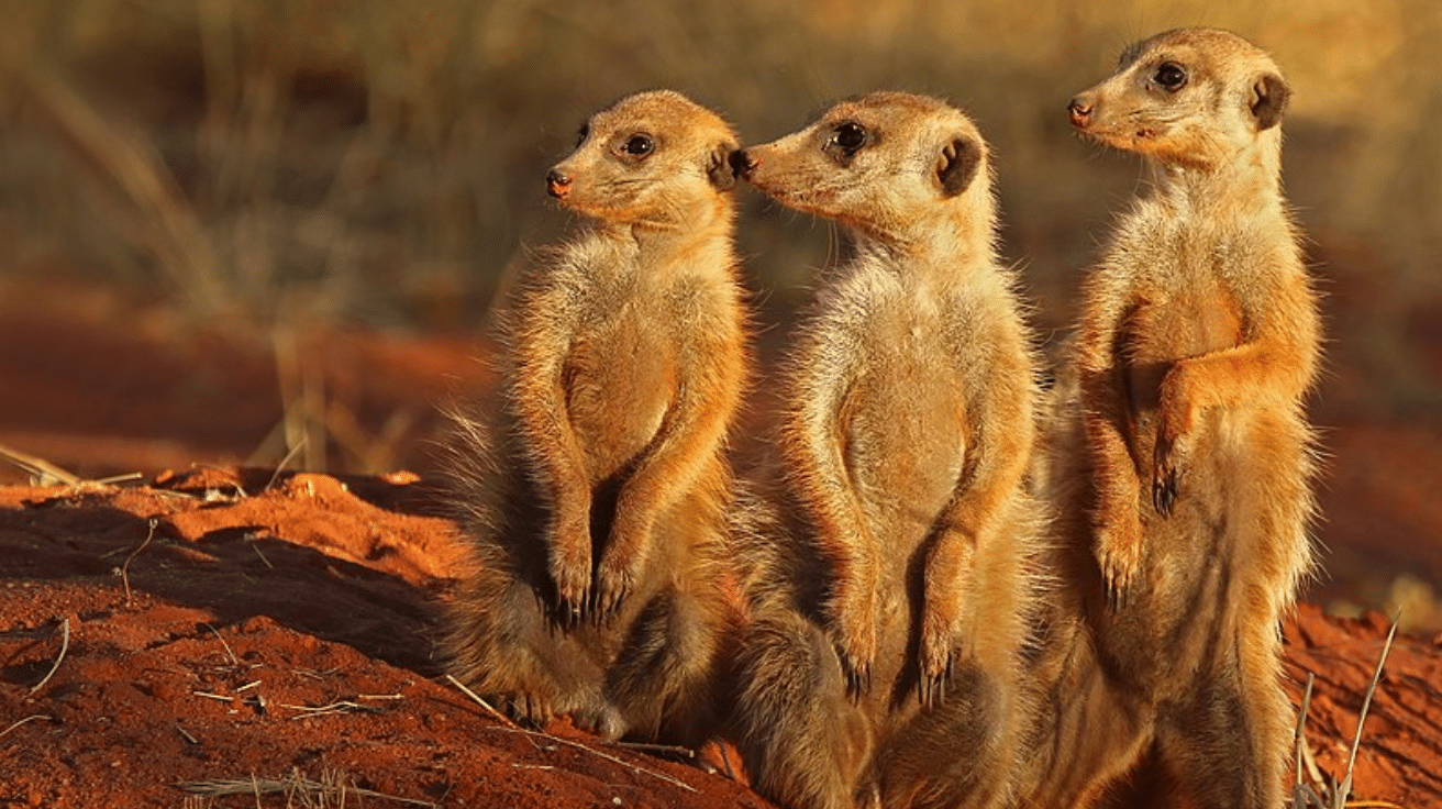 Meerkat