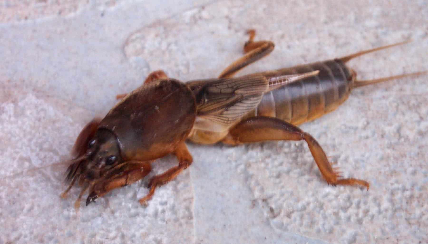 Mole_Cricket_Gryllotalpidae