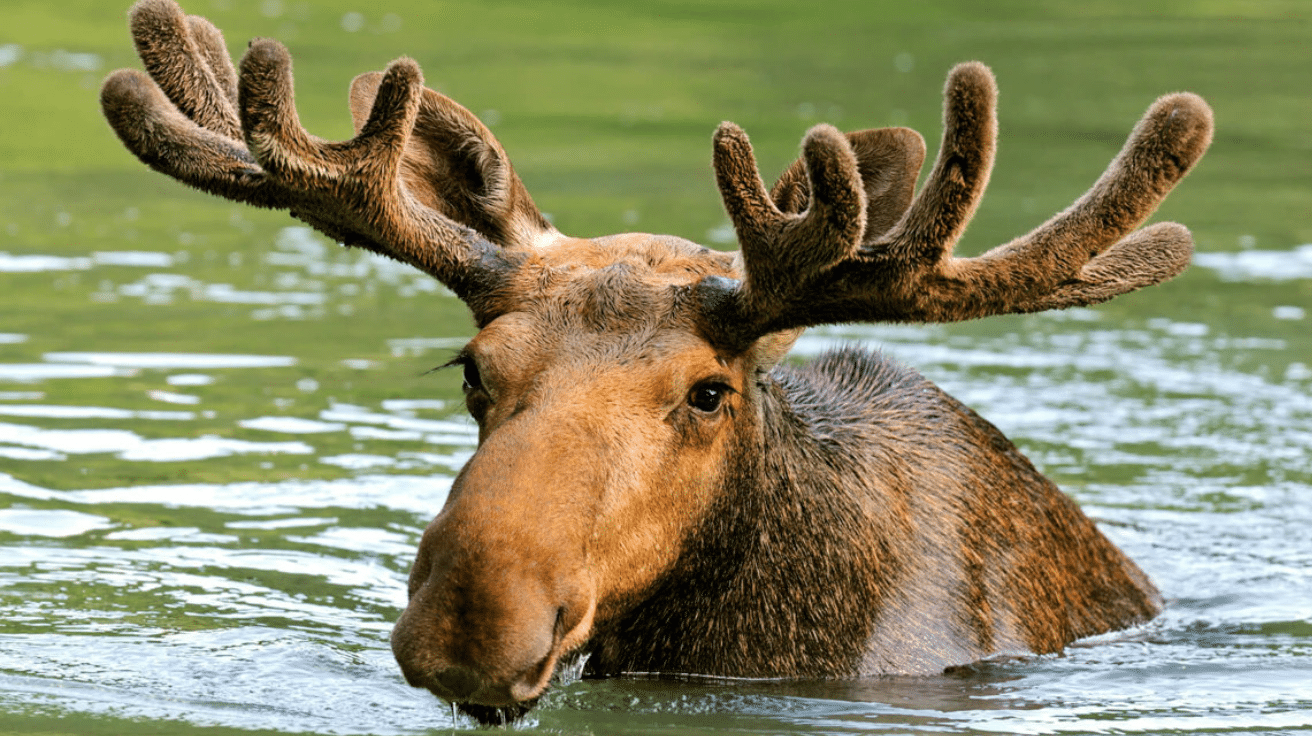 Moose