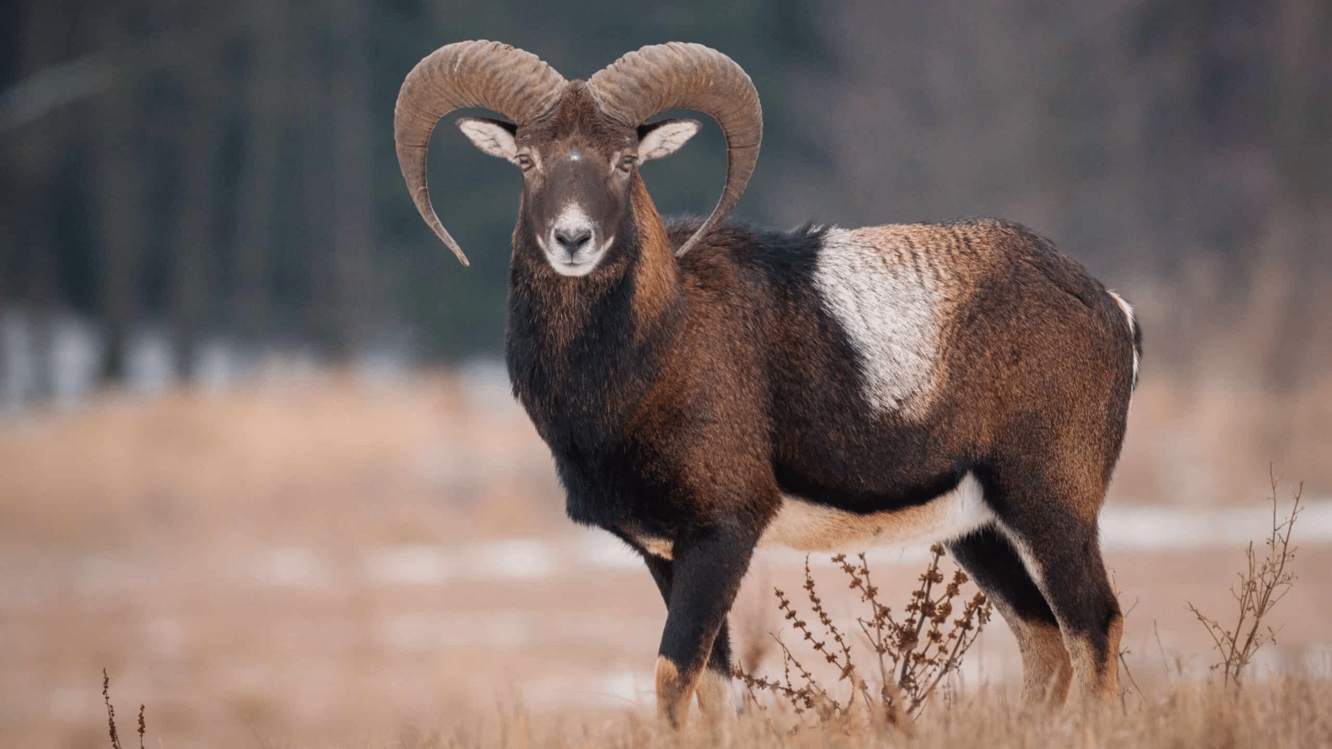 Mouflon