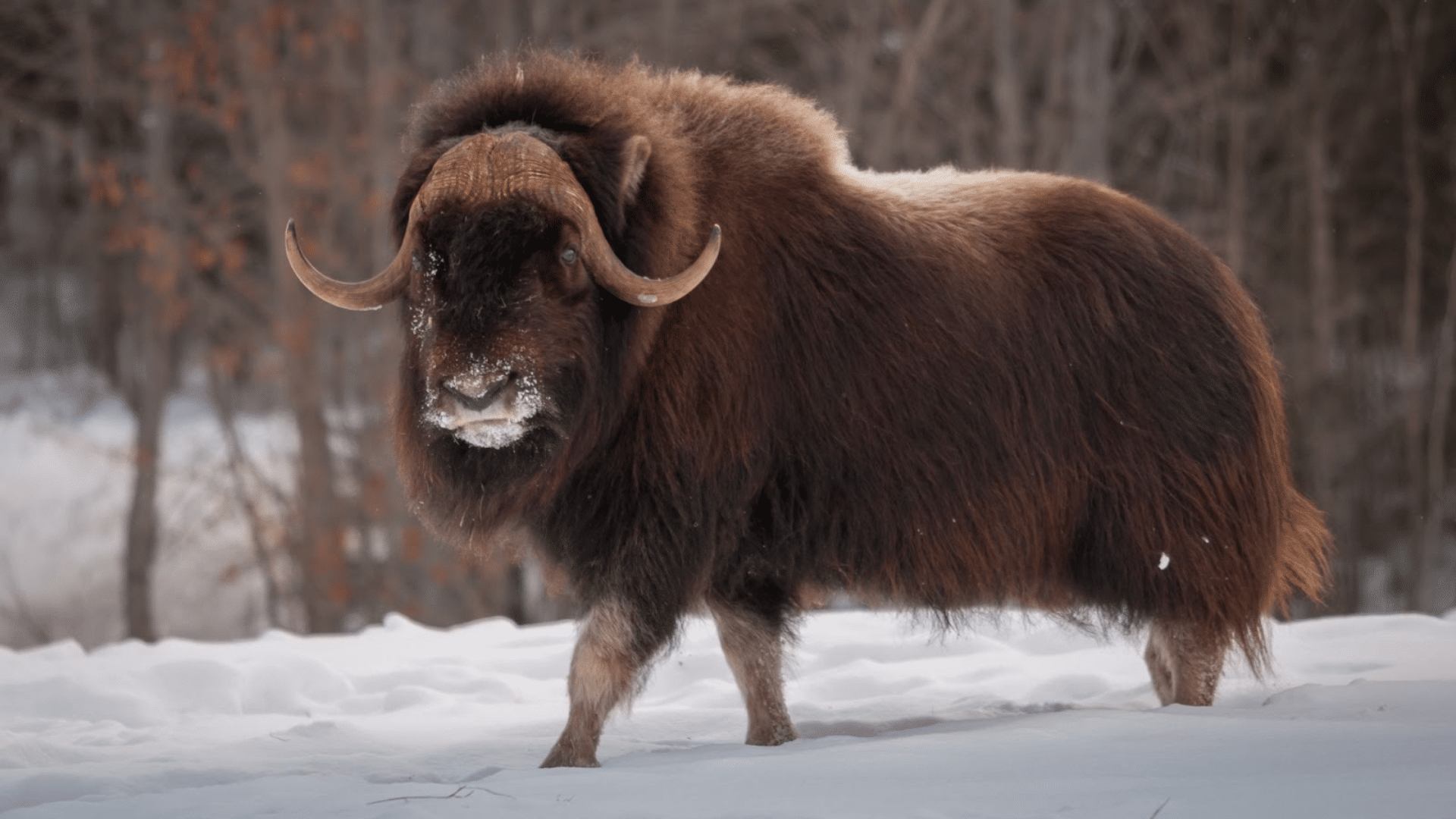 Muskox