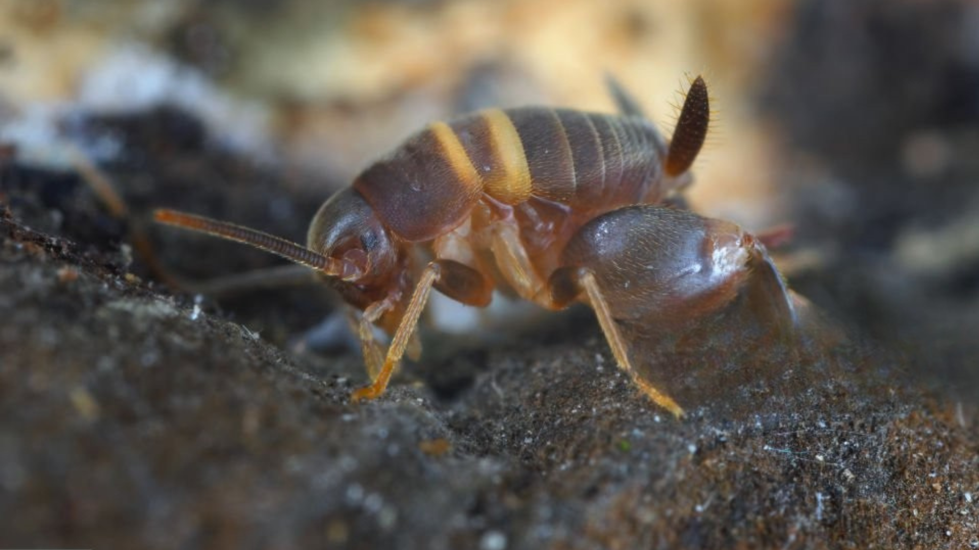 Myrmecophilidae