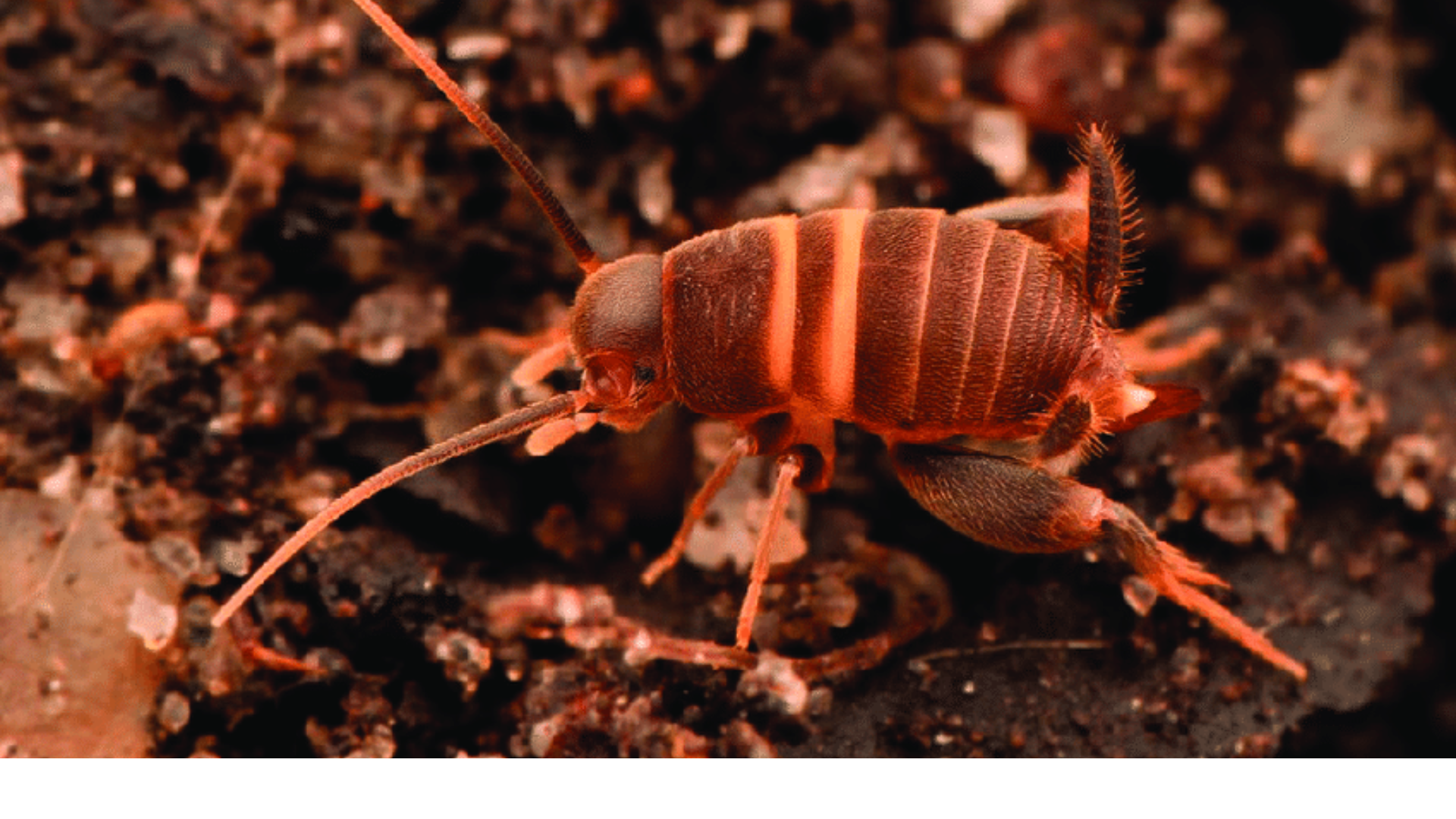 Myrmecophilus_acervorum