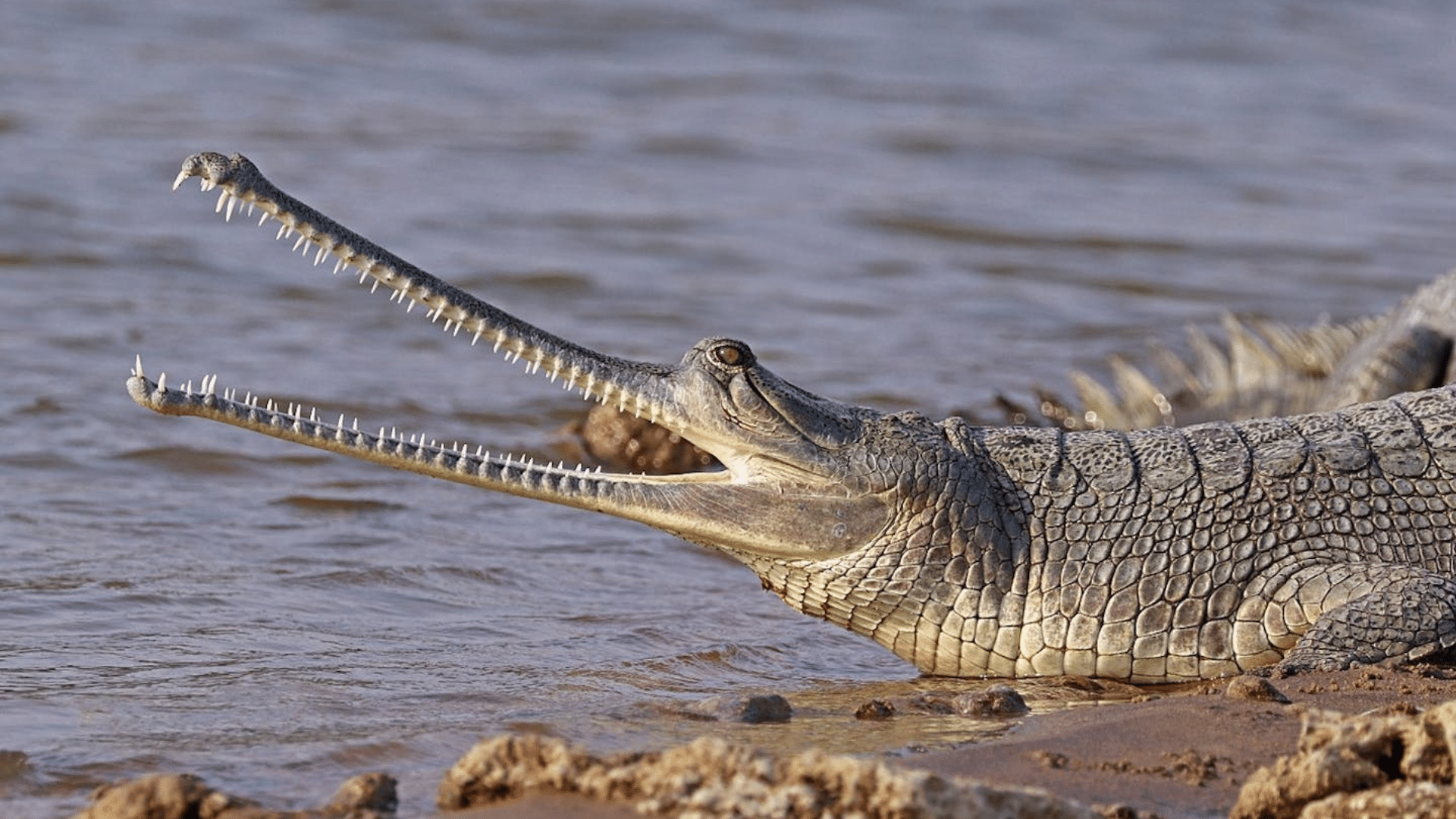 Myths_About_Alligators