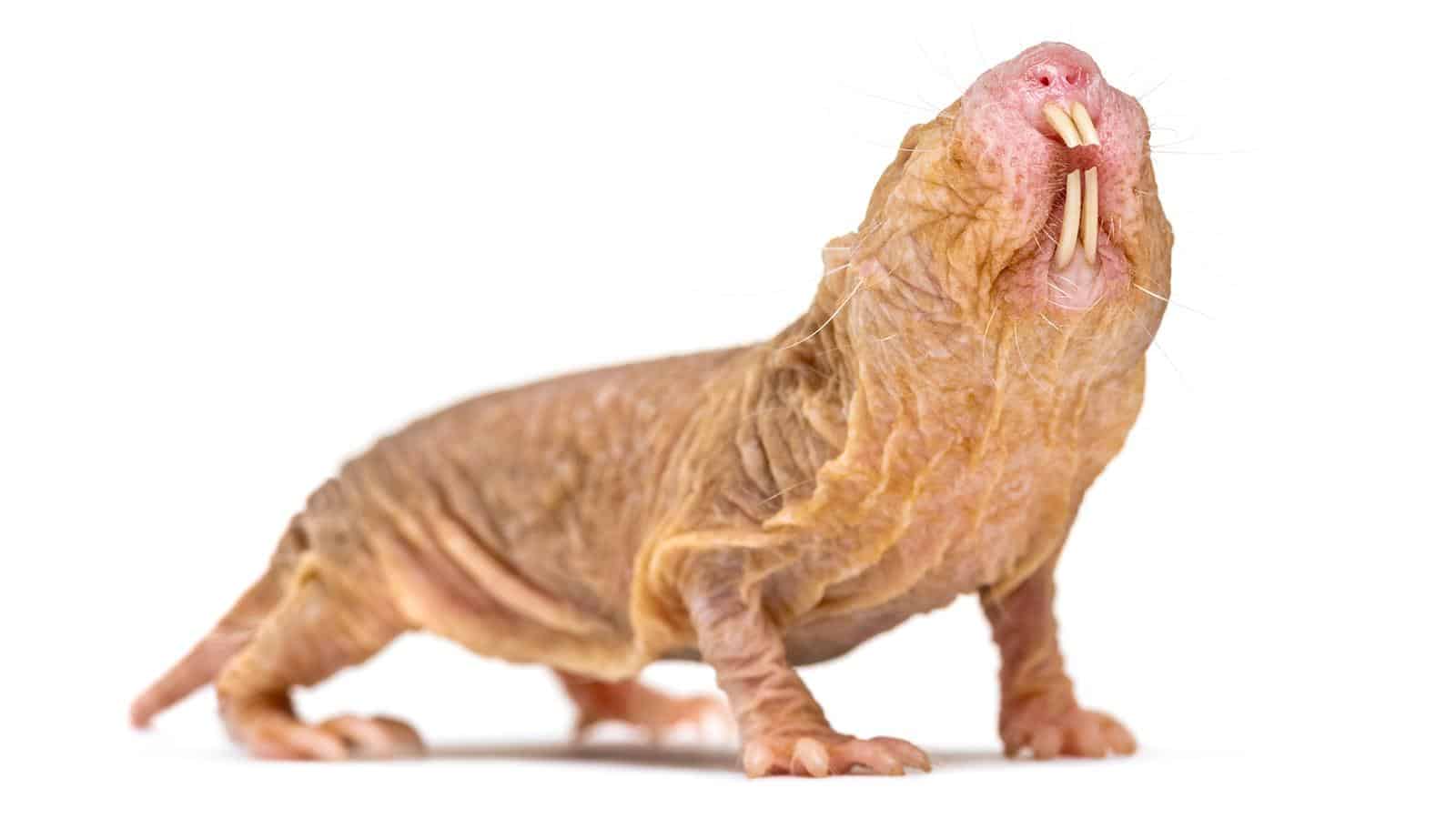 Naked_Mole-Rat_Heterocephalus_glaber