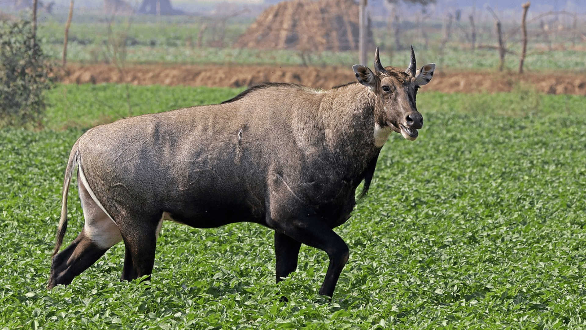 Nilgai