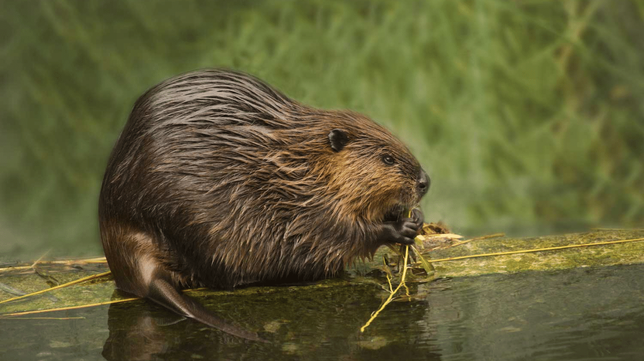 North_American_Beaver