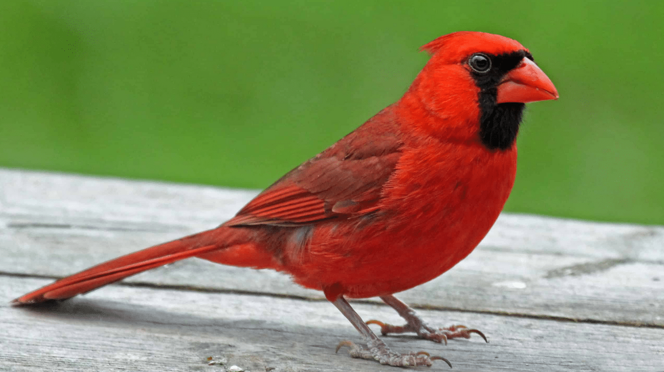 Northern_Cardinal