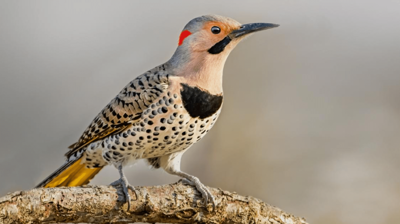 Northern_Flicker