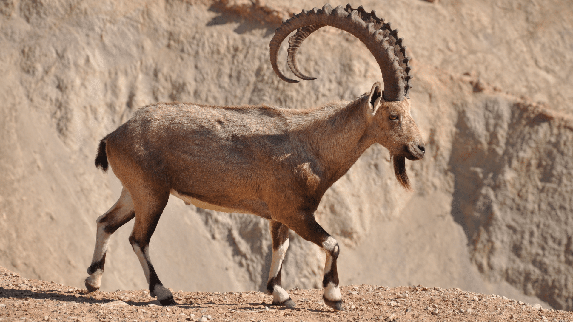 Nubian_Ibex