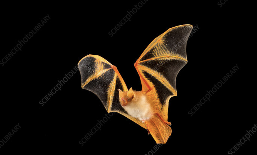 Painted_Bat