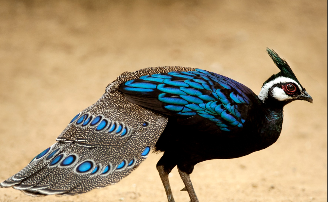 Palawan_Peacock-Pheasant