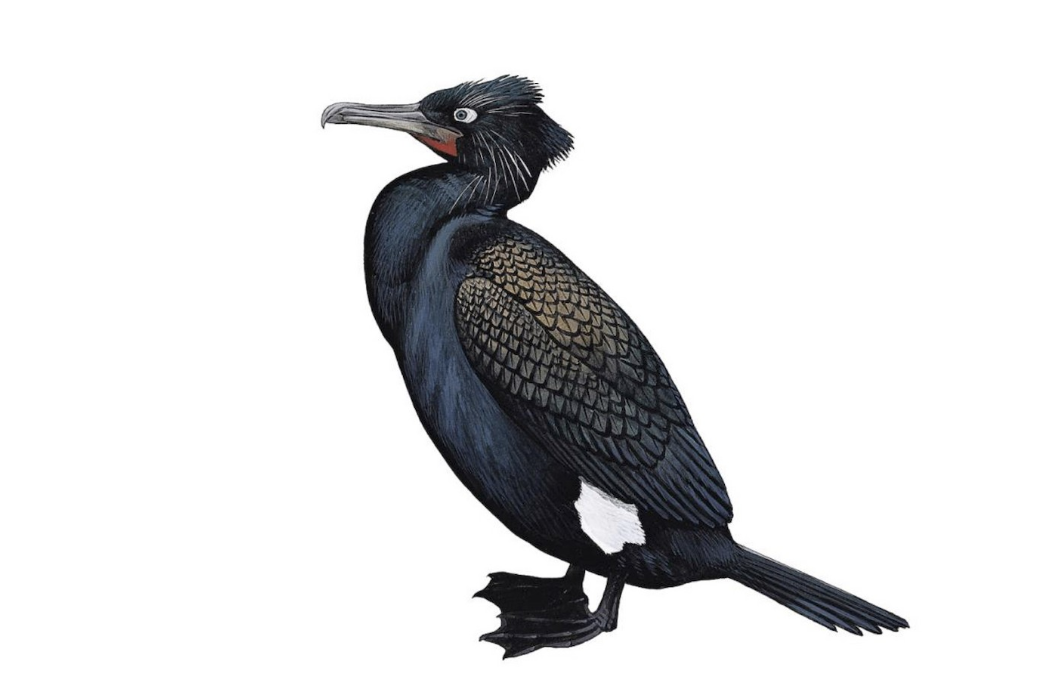 Pallass_Cormorant