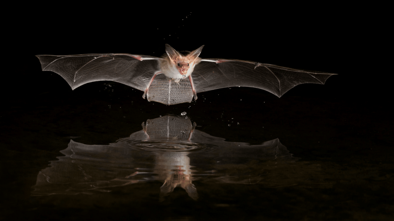 Pallid Bat