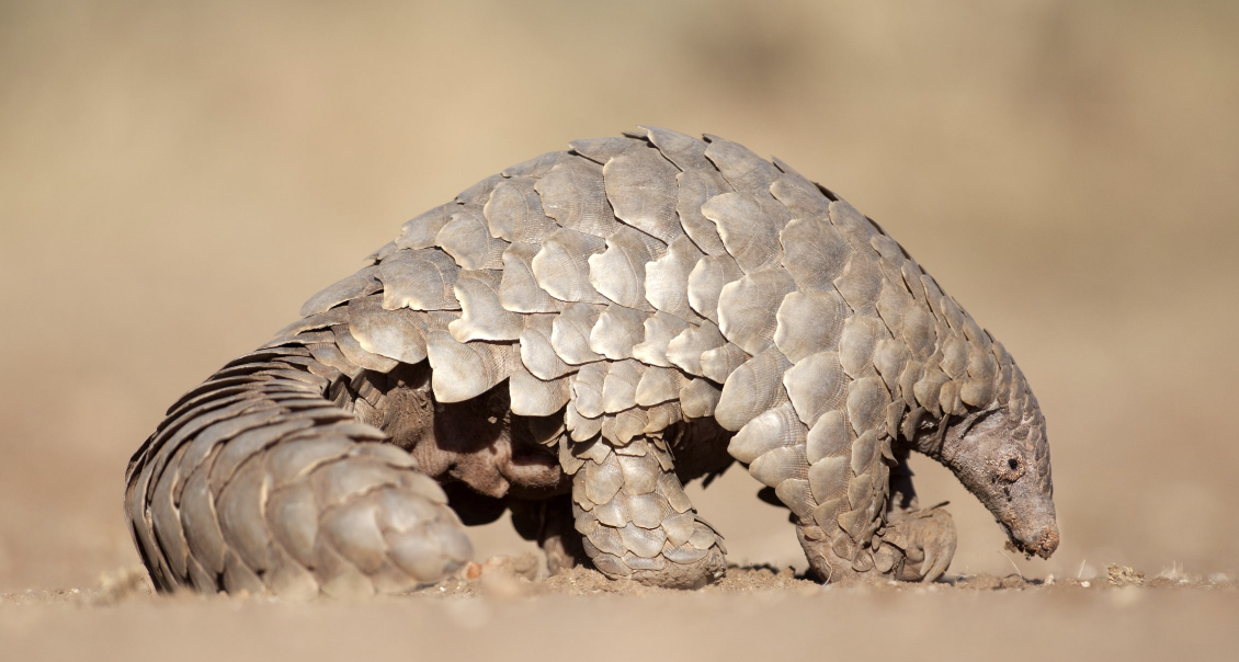 Pangolin