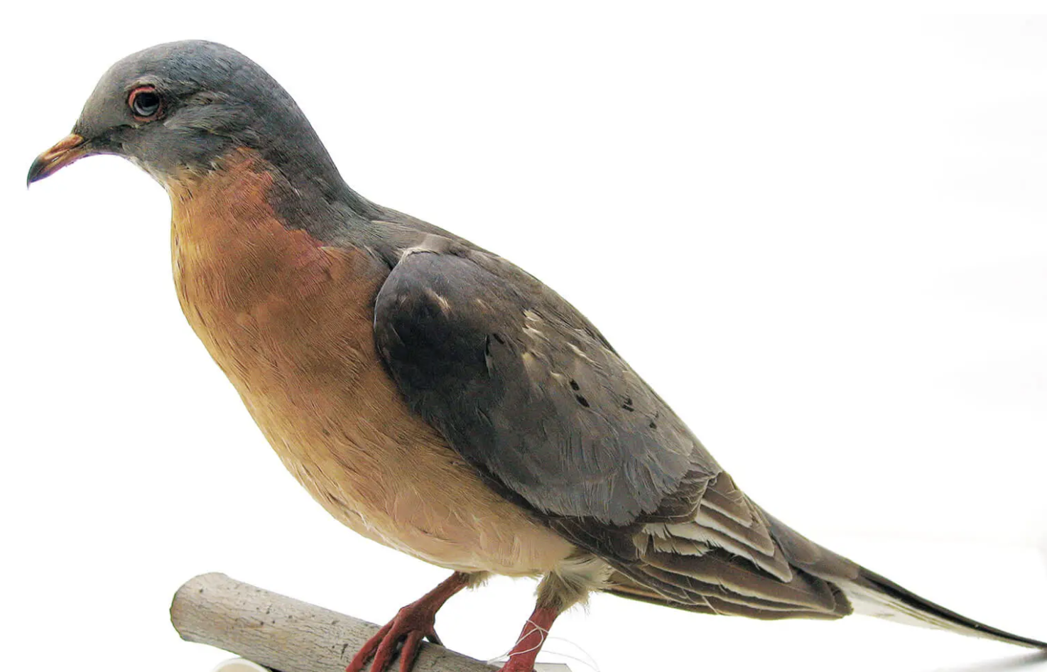 Passenger_Pigeon