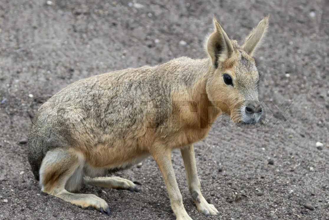 Patagonian_Mara