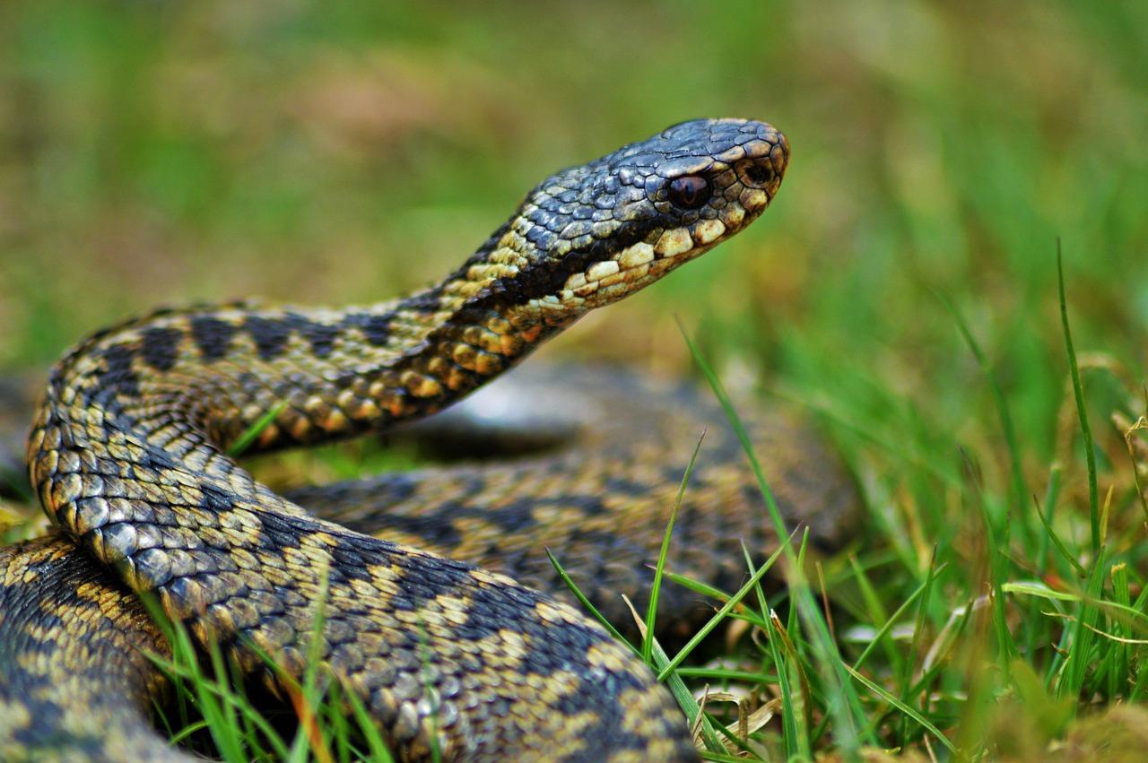 Paulistania_Snake