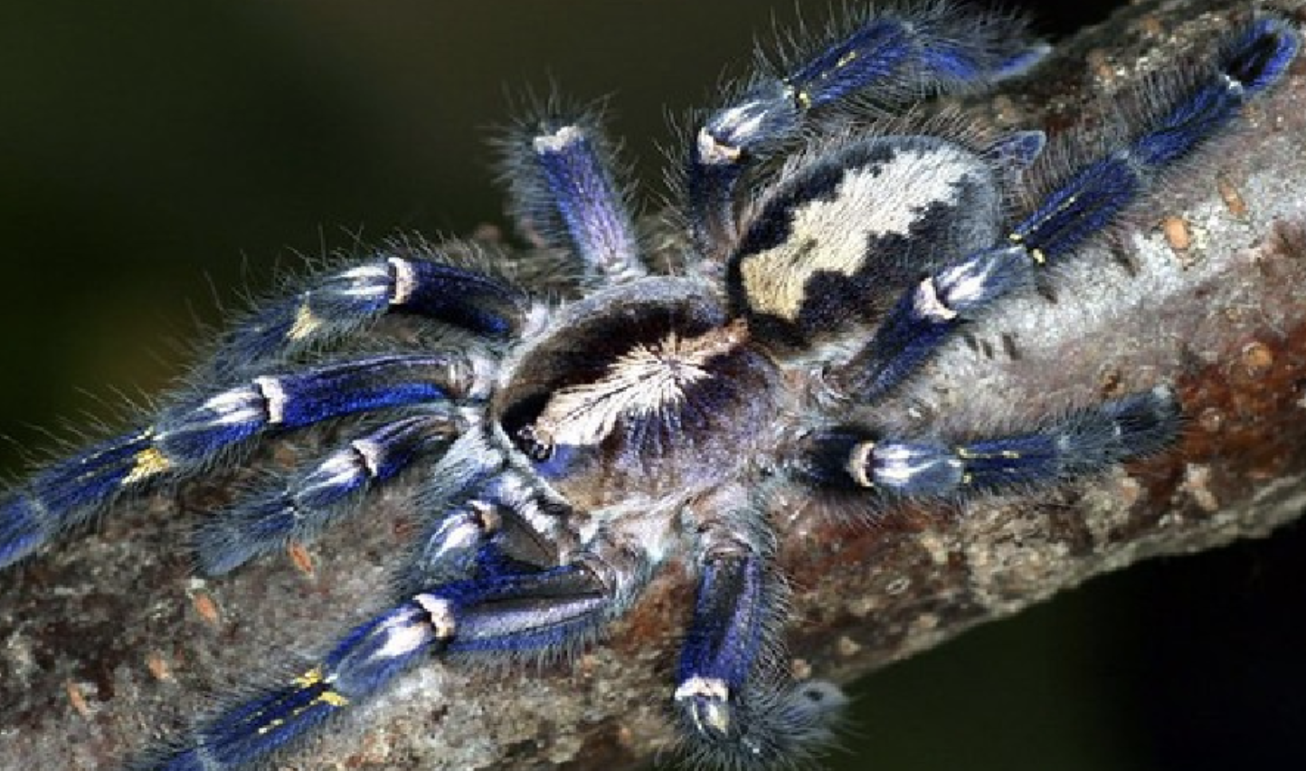 Peacock_Tarantula