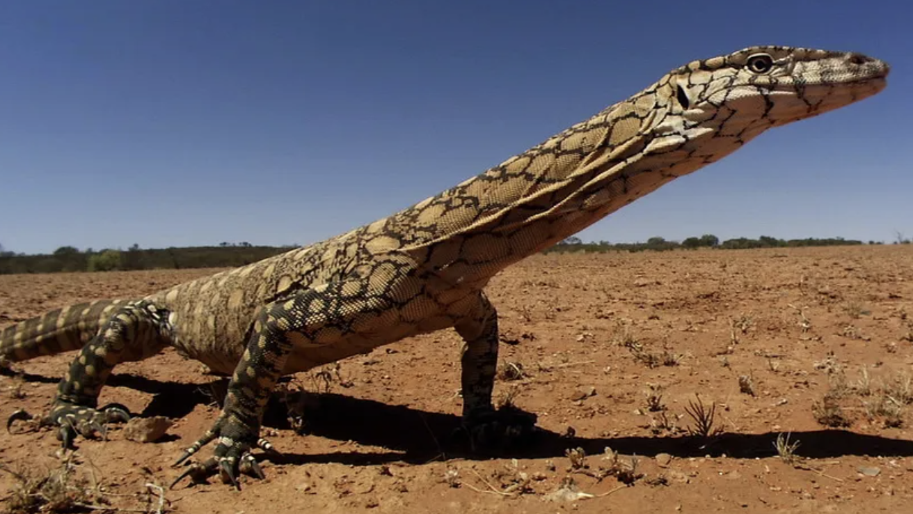 Perentie_Lizard