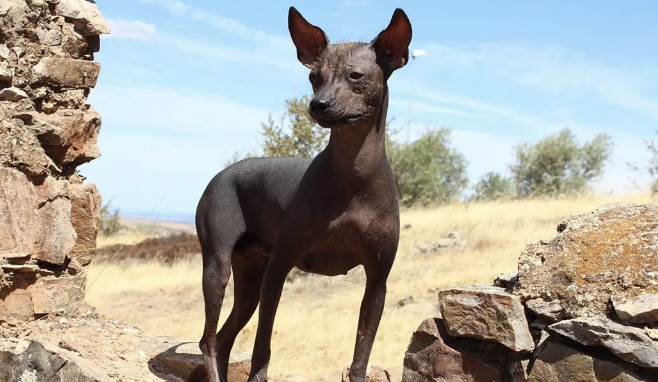 Peruvian_Hairless_Dog